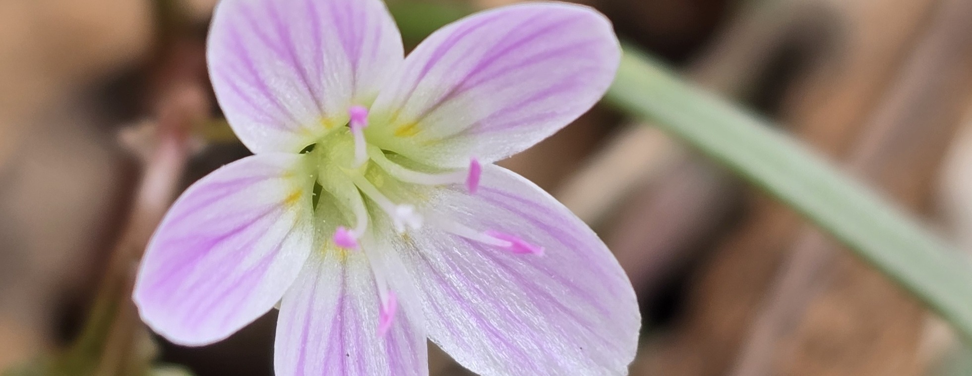 Signs of Spring Hike